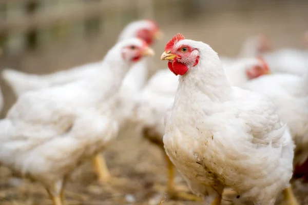 Skupina Bílých Kuřat Volném Výběhu Brojlerova Farma — Stock fotografie