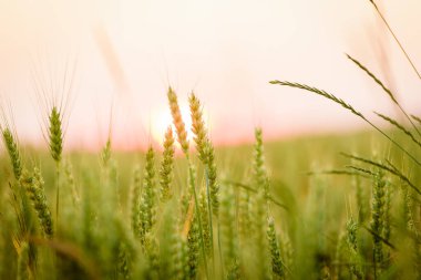 Çiftçiler buğday tarlası hasadı, buğday bitkisinin yakın çekimi..