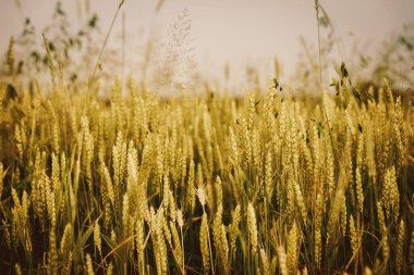 Çiftçiler buğday tarlası hasadı, buğday bitkisinin yakın çekimi..