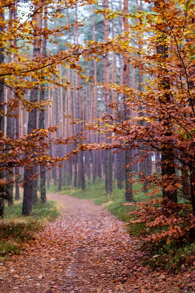 Herfst Het Bos Regen — Stockfoto