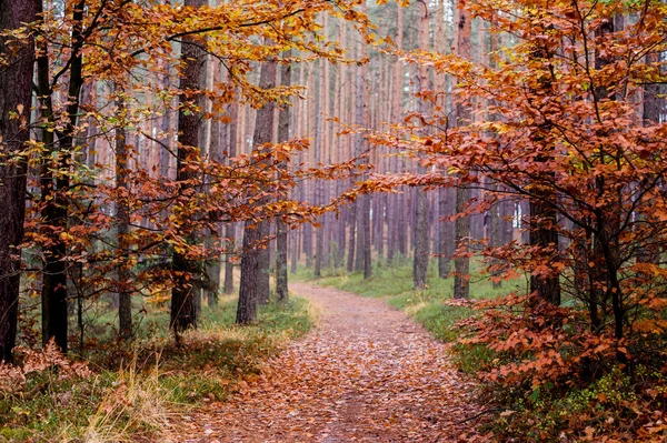 Herfst Het Bos Regen — Stockfoto