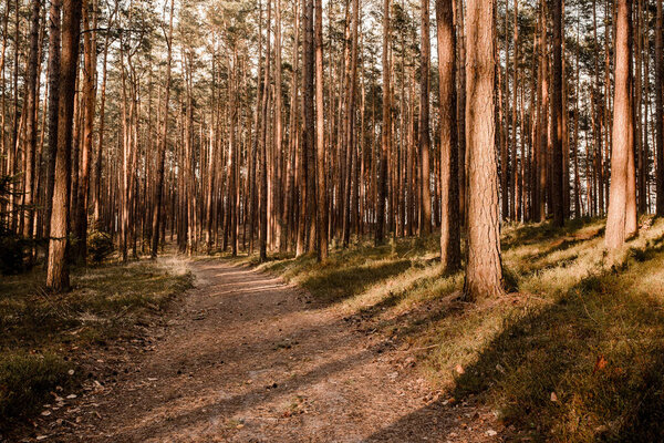 Autumn in the forest after rain. 