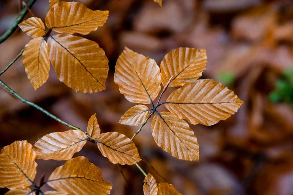 Automne Dans Forêt Après Pluie — Photo