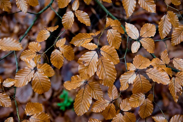 Otoño Bosque Después Lluvia — Foto de Stock