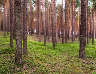 Çam ormanı, ağaçları kapatın. Vahşi doğa parkı, doğa.. 