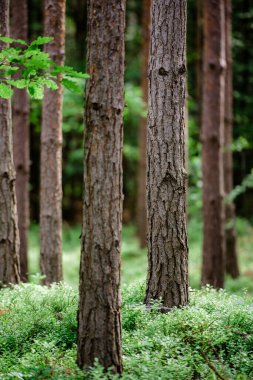 Çam ormanı, ağaçları kapatın. Vahşi doğa parkı, doğa.. 