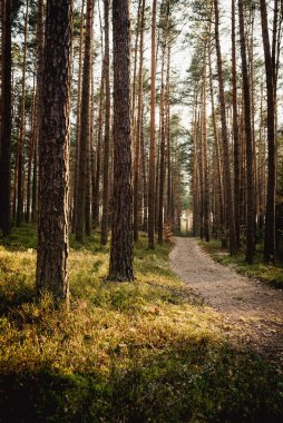 Çam ormanı, ağaçları kapatın. Vahşi doğa parkı, doğa.. 