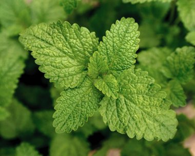 Bahçede limon merhemi, genel merhem ya da nane şekeri (Melissa officinalis). Oganik bitki..