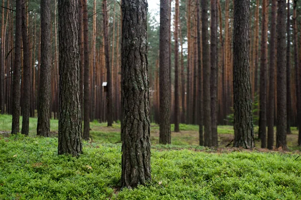 Bosque Pinos Cerca Los Árboles Parque Natural Naturaleza —  Fotos de Stock