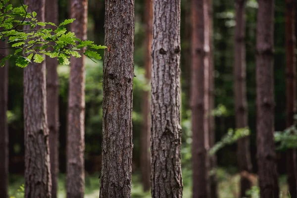 Bosque Pinos Cerca Los Árboles Parque Natural Naturaleza —  Fotos de Stock