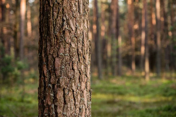 Bosque Pinos Cerca Los Árboles Parque Natural Naturaleza —  Fotos de Stock