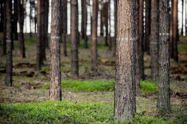 Bosque Pinos Cerca Los Árboles Parque Natural Naturaleza —  Fotos de Stock