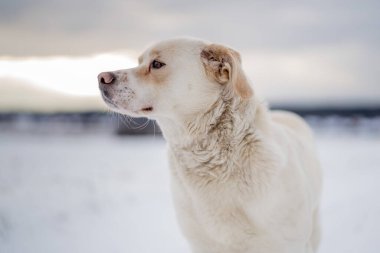 Kış köpeği dışarıda. Özgürlük kavramı.