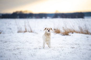 Kış köpeği dışarıda. Özgürlük kavramı.