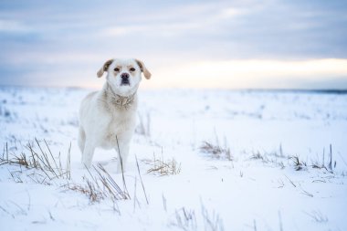 Kış köpeği dışarıda. Özgürlük kavramı.