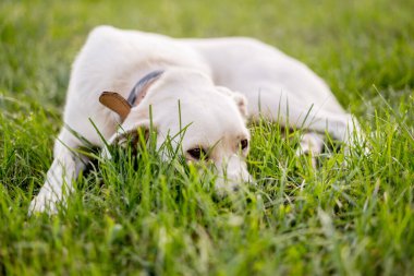 Genç köpek kırması Labrador Retriever çim üzerinde. Mutlu köpek portresi.