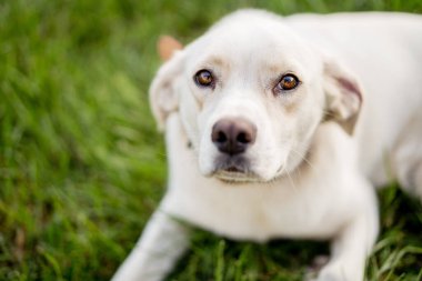 Genç köpek kırması Labrador Retriever çim üzerinde. Mutlu köpek portresi.