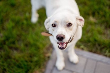 Genç köpek kırması Labrador Retriever çim üzerinde. Mutlu köpek portresi.