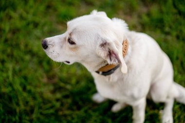 Genç köpek kırması Labrador Retriever çim üzerinde. Mutlu köpek portresi.