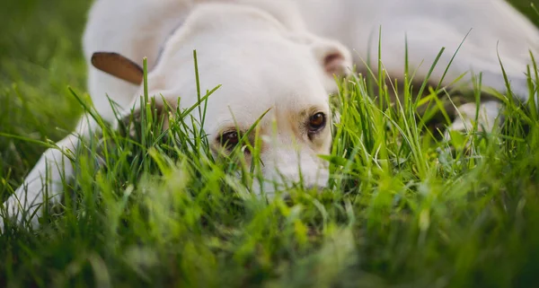 Mladý Pes Voříšek Labrador Retrívr Typ Trávě Šťastný Psí Portrét — Stock fotografie