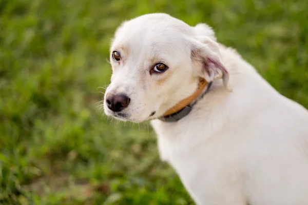 Jonge Hond Bastaard Labrador Retriever Type Gras Gelukkig Honden Portret — Stockfoto