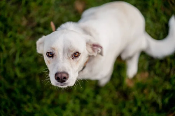 Joven Perro Mestizo Tipo Labrador Retriever Hierba Retrato Perro Feliz —  Fotos de Stock