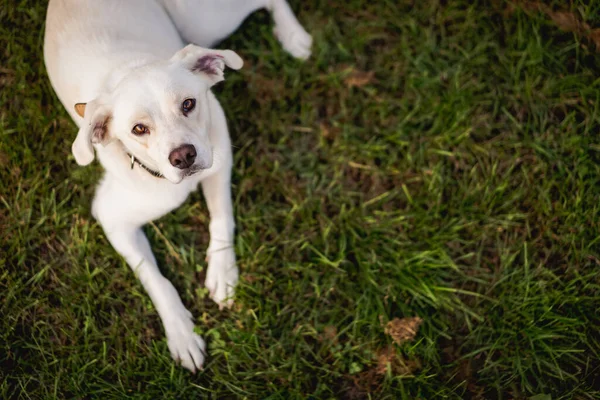 Giovane Cane Bastone Labrador Retriever Tipo Erba Felice Cane Ritratto — Foto Stock