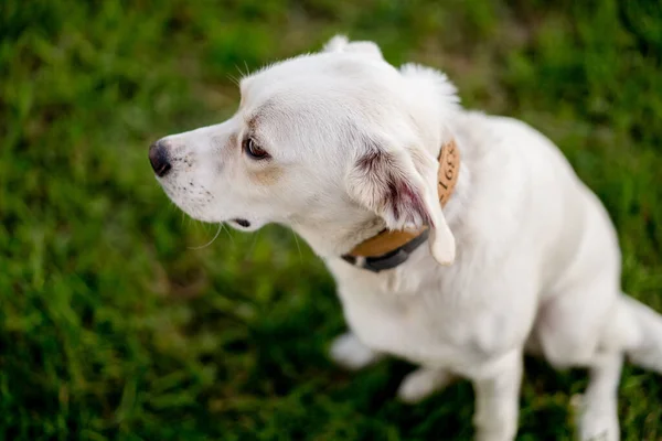 Joven Perro Mestizo Tipo Labrador Retriever Hierba Retrato Perro Feliz —  Fotos de Stock