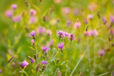 Çiçekler yeşil çimlerde toplanıyor. Çiçekli tarla. Mavi çiçek yaz arkaplanı.