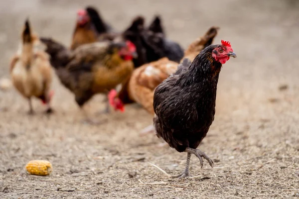 Pollo Gallina Nera Ruspante — Foto Stock