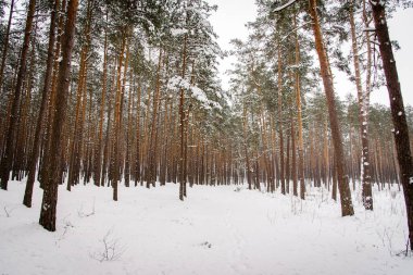 Soğuk kış mevsiminde karlı orman.