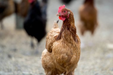 Biyolojik çiftlikte kahverengi tavuk. Açık hava serbest tavuk.