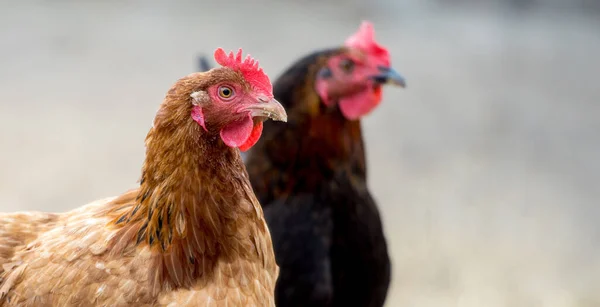 Brązowa Kura Farmie Kurczak Wolnym Wybiegu — Zdjęcie stockowe