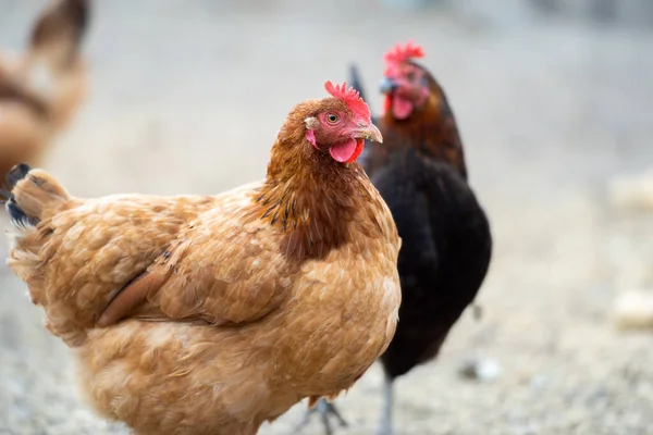 Brown Hen Bio Farm Outdoor Free Range Chicken — Stock Photo, Image
