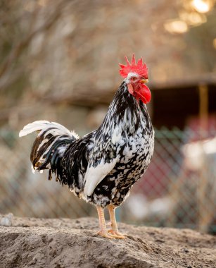 Horoz tavuk çiftliğinde duruyor..