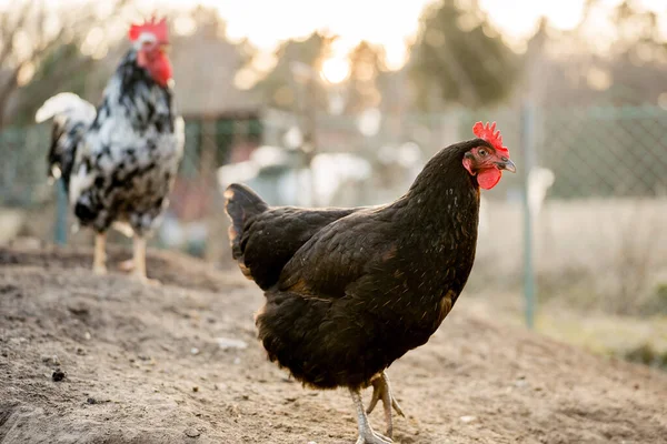 Çiftlik Tarlasında Duran Özgür Siyah Tavuk — Stok fotoğraf