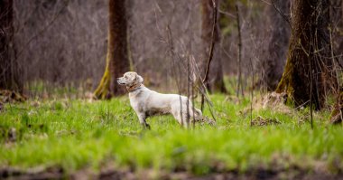 Sihirli bir ormanda beyaz köpek. Macera köpeği. Köpeklerle yürüyüş. Kaliteli zaman. sağlıklı yaşam tarzı.