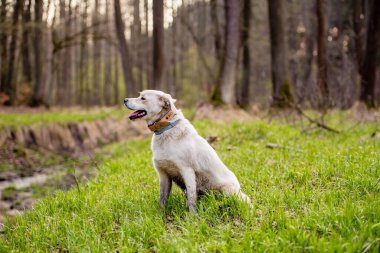 Sihirli bir ormanda beyaz köpek. Macera köpeği. Köpeklerle yürüyüş. Kaliteli zaman. sağlıklı yaşam tarzı.