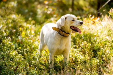 Sihirli bir ormanda beyaz köpek. Macera köpeği. Köpeklerle yürüyüş. Kaliteli zaman. sağlıklı yaşam tarzı.