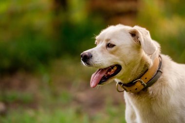 Sihirli bir ormanda beyaz köpek. Macera köpeği. Köpeklerle yürüyüş. Kaliteli zaman. sağlıklı yaşam tarzı.