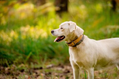 Sihirli bir ormanda beyaz köpek. Macera köpeği. Köpeklerle yürüyüş. Kaliteli zaman. sağlıklı yaşam tarzı.