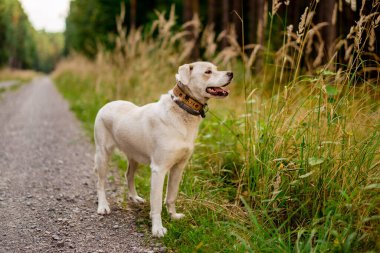 Sihirli bir ormanda beyaz köpek. Macera köpeği. Köpeklerle yürüyüş. Kaliteli zaman. sağlıklı yaşam tarzı.
