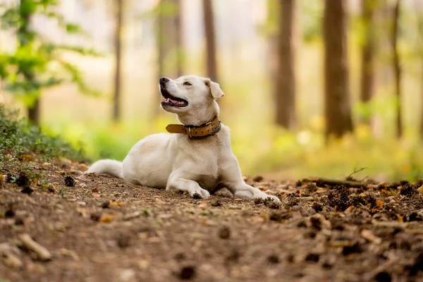 White Dog Magical Forest Adventure Dog Hiking Dogs Quality Time — Stock Photo, Image