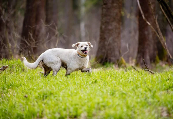 Белая Собака Волшебном Лесу Приключенческая Собака Пешие Прогулки Собаками Качественное — стоковое фото