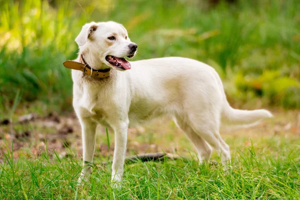 Cão Branco Numa Floresta Mágica Cão Aventura Caminhadas Com Cães — Fotografia de Stock