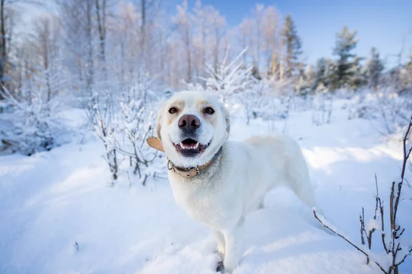 Hund Stående Snö Vinter Skog Bakgrund Tallar — Stockfoto