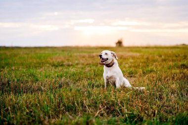 Çayırdaki bir yaz tarlasında duran melez köpek..