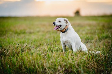 Çayırdaki bir yaz tarlasında duran melez köpek..