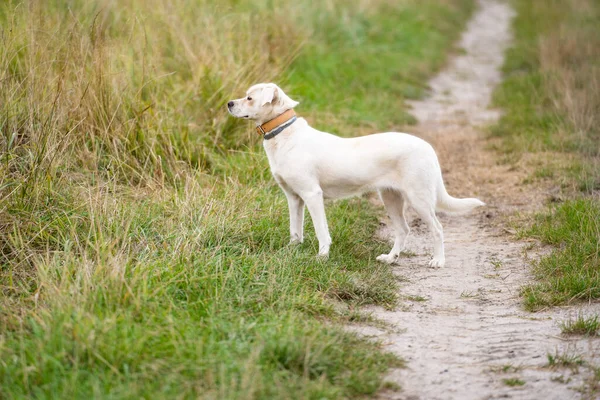 Çayırdaki bir yaz tarlasında duran melez köpek..