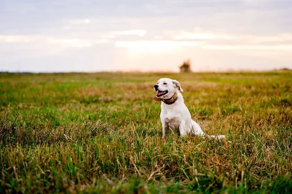 Çayırdaki bir yaz tarlasında duran melez köpek..